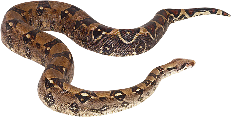 Boa Constrictor PNG