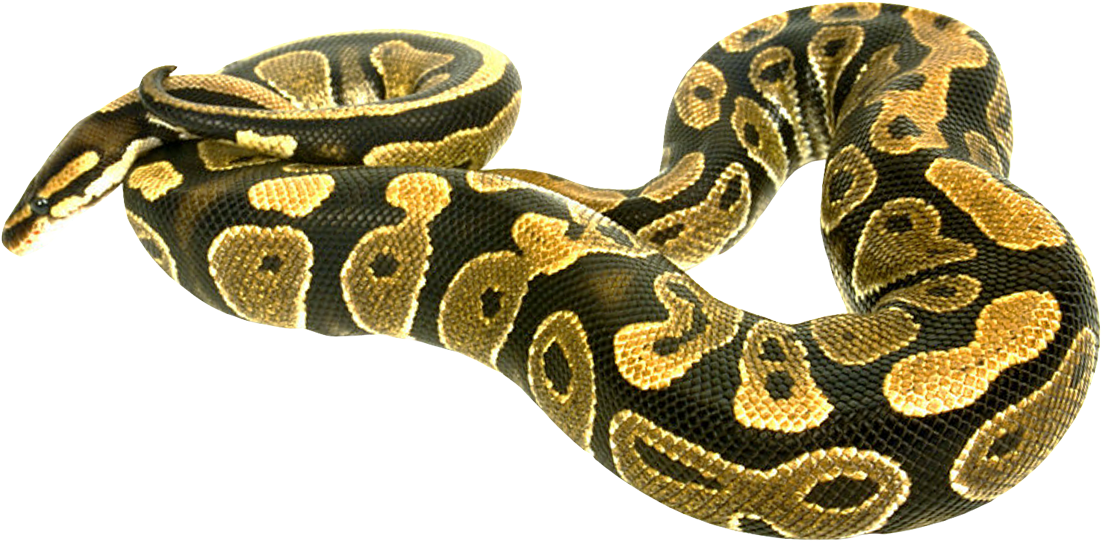 Boa Constrictor Transparent PNG