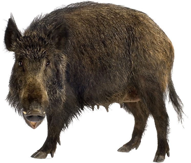 Boar Background Isolated PNG