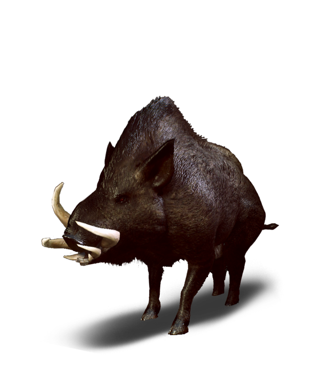 Boar PNG Isolated HD