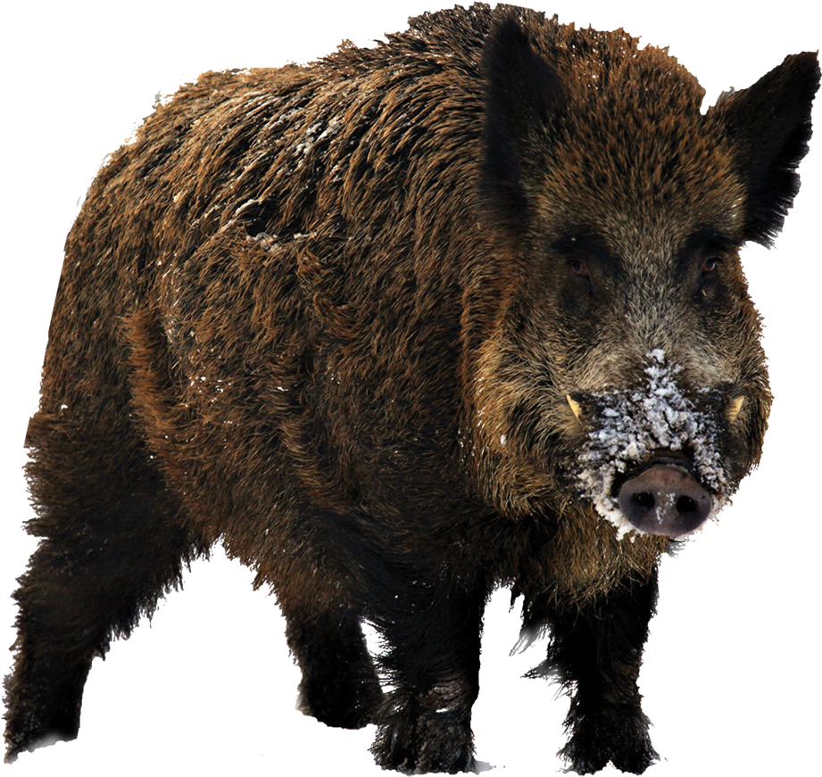 Boar Transparent Isolated Images PNG