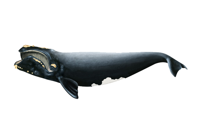 Bowhead Whales PNG Clipart
