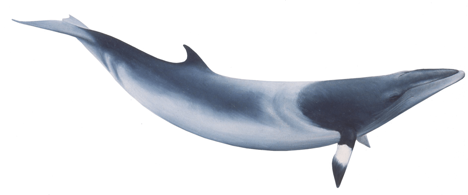 Bowhead Whales PNG Free Download