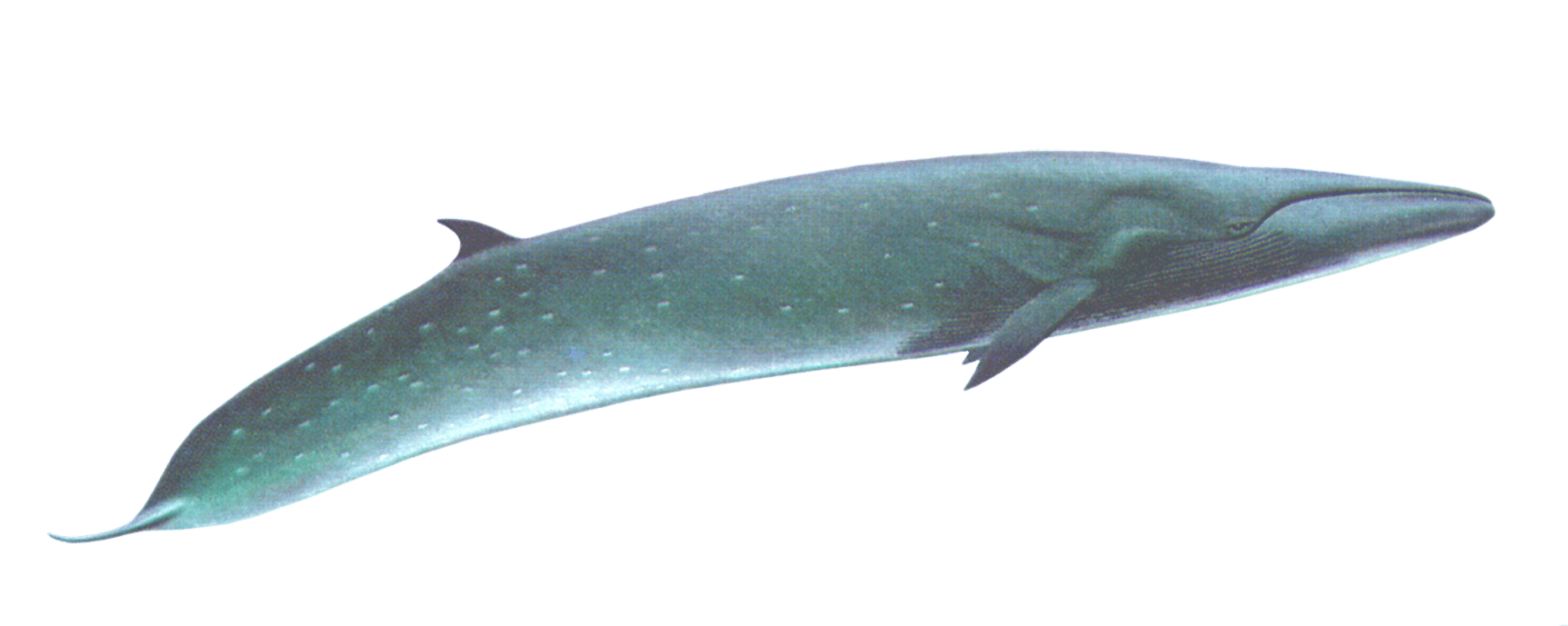 Bowhead Whales PNG Isolated Image