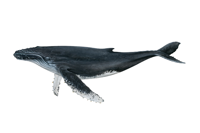 Bowhead Whales PNG Picture