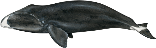 Bowhead Whales Transparent PNG