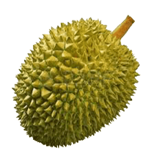 Breadfruit Download PNG Image