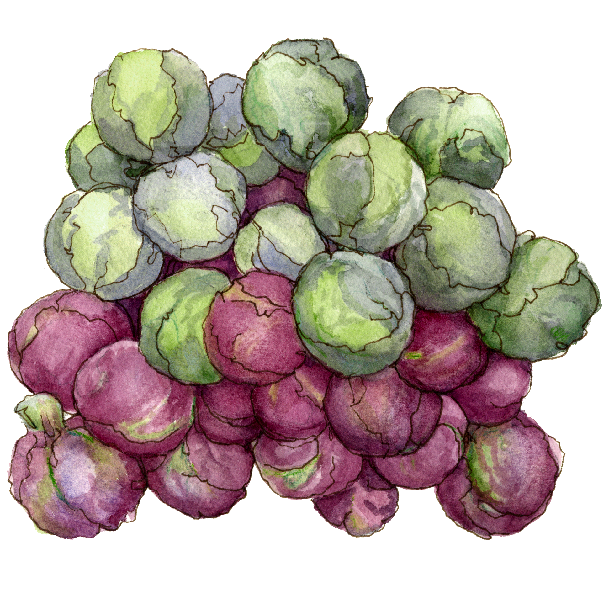 Brussel sprout PNG