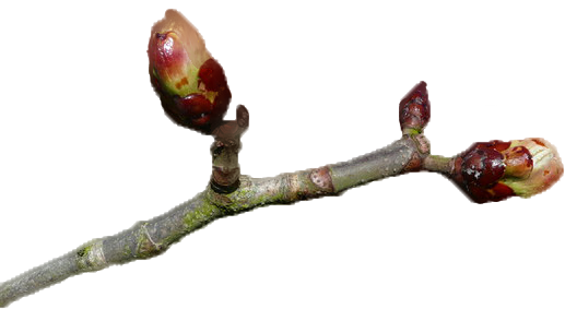 Bud PNG Isolated HD