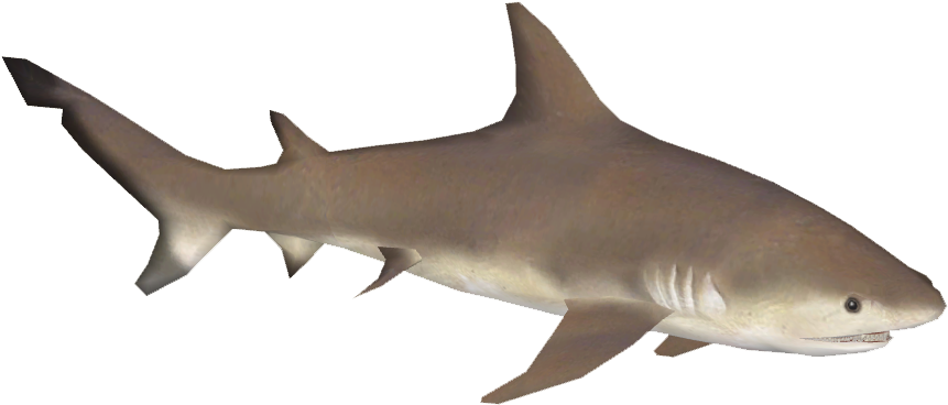 Bull Shark PNG Isolated File