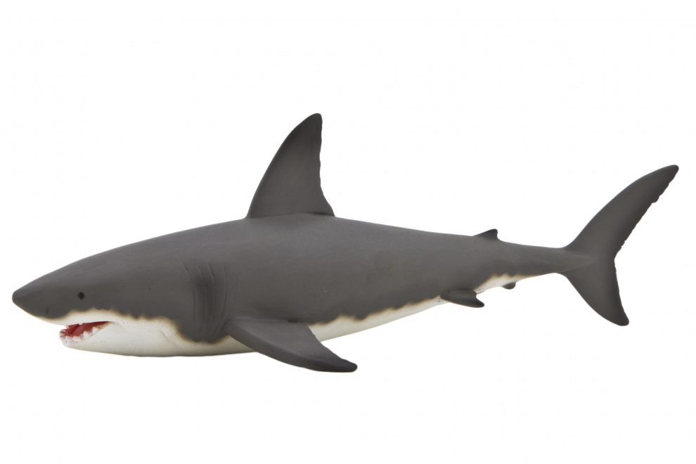 Bull Shark PNG Isolated HD