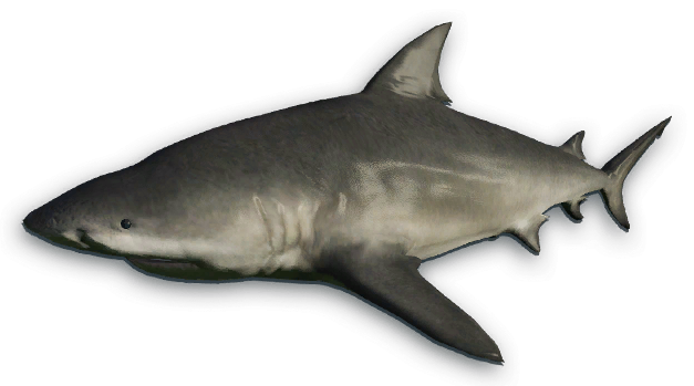 Bull Shark PNG Isolated Image