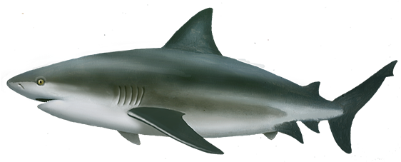 Bull Shark PNG Isolated Pic