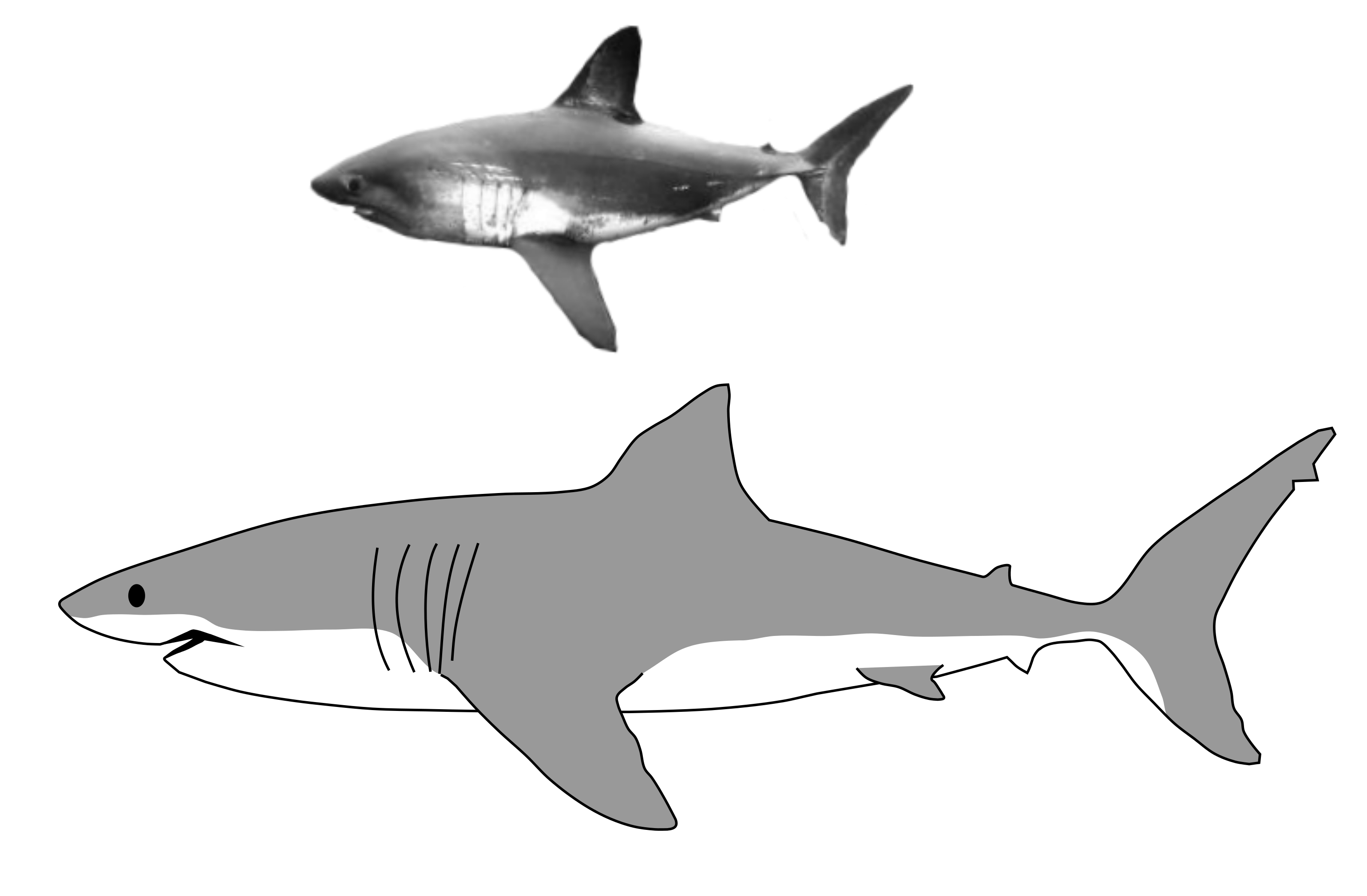 Bull Shark PNG Picture