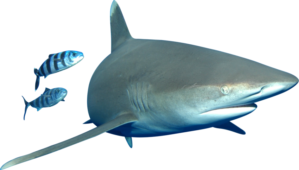 Bull Shark Transparent PNG