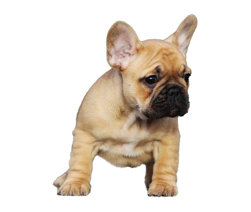Bulldogs PNG HD Isolated