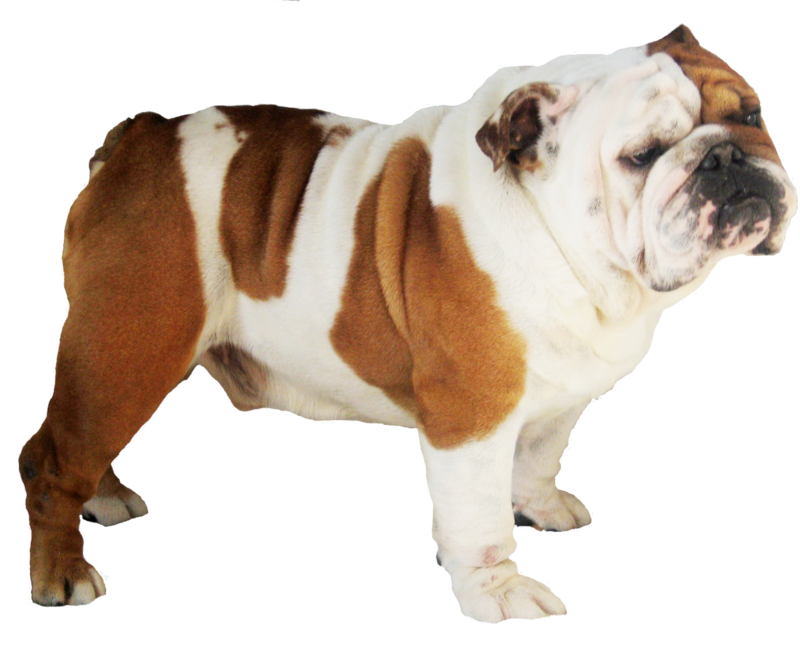 Bulldogs PNG Isolated HD