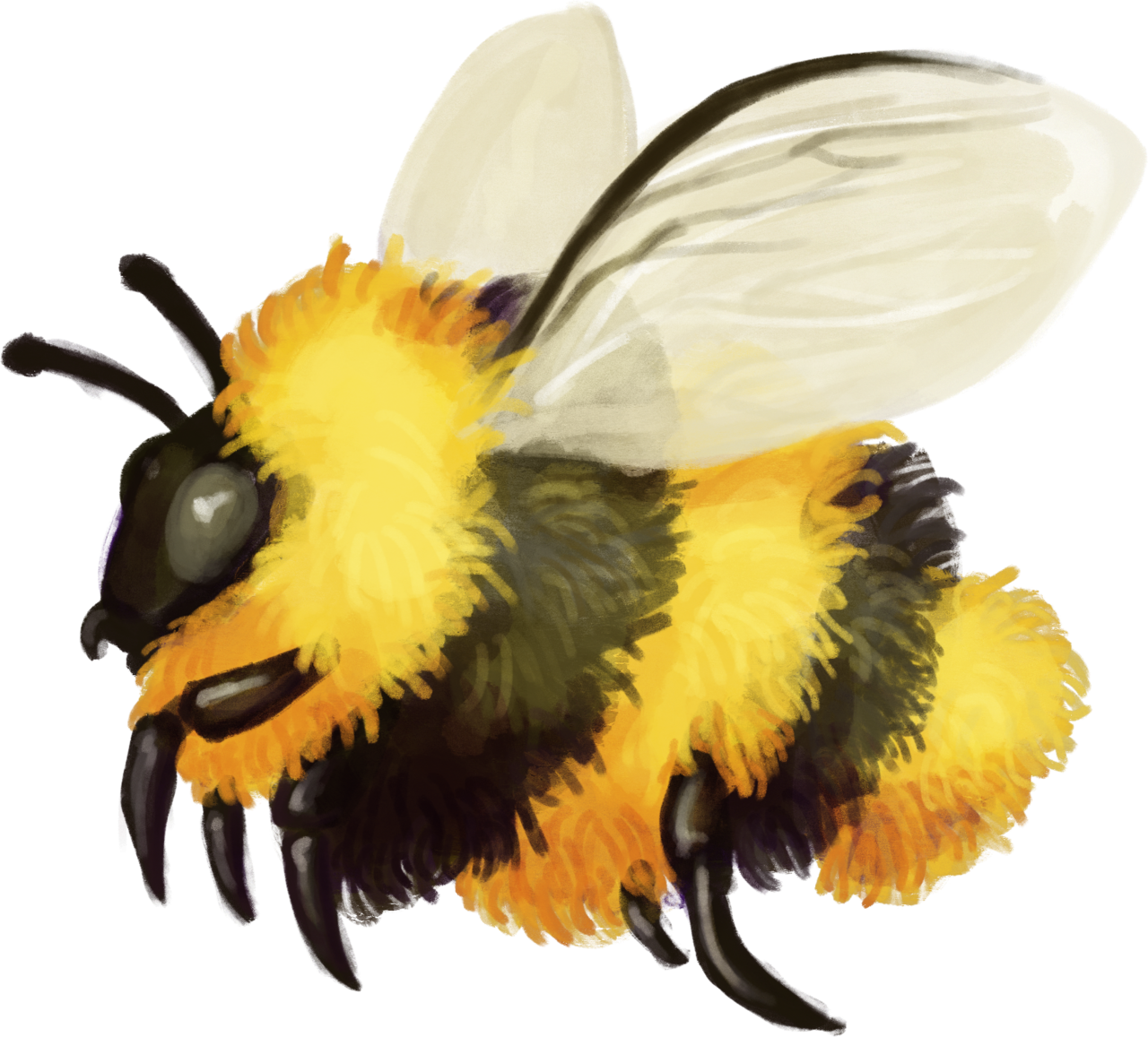 Bumblebee Insect PNG Free Download