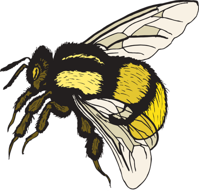 Bumblebee Insect PNG HD