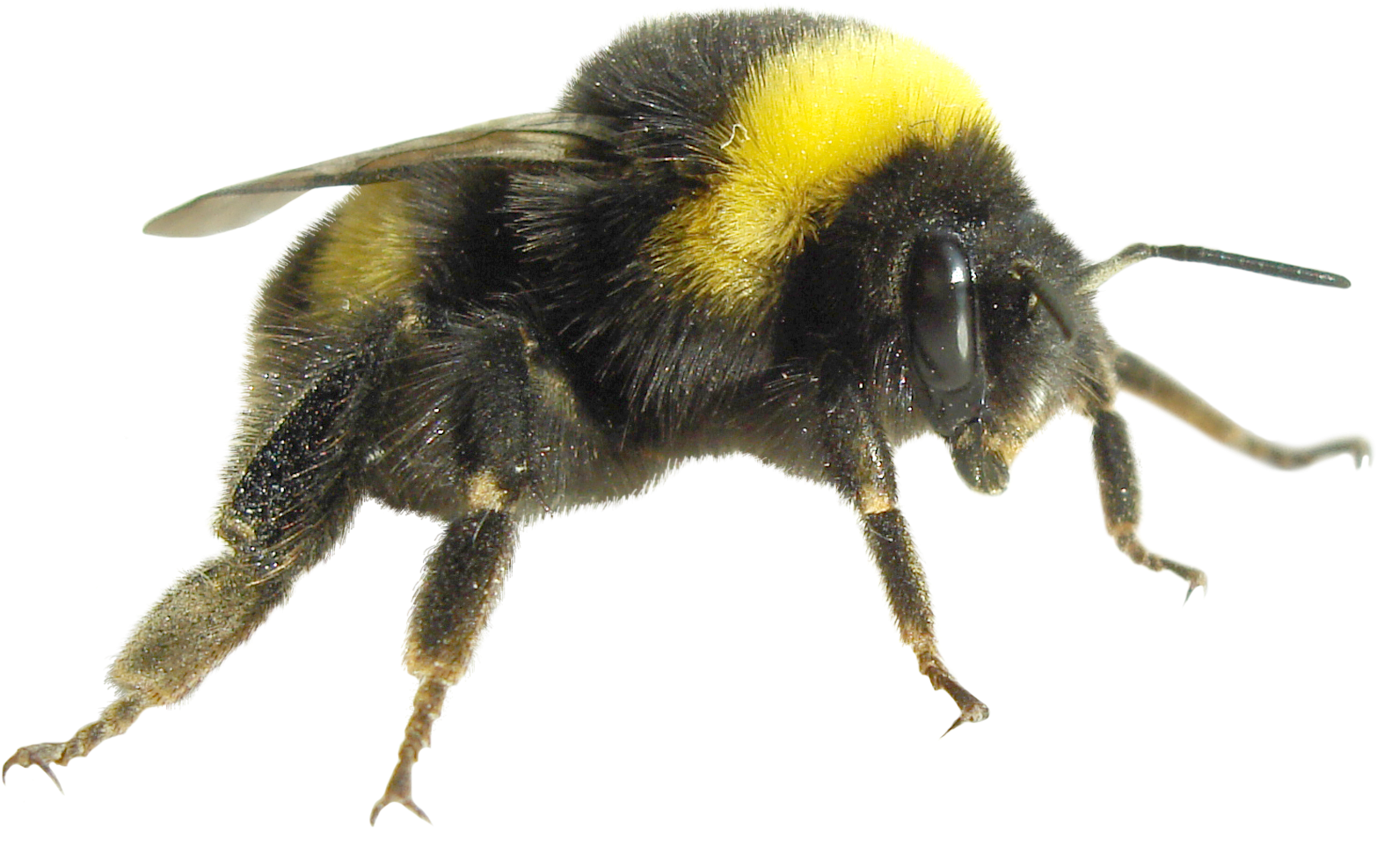 Bumblebee Insect PNG Isolated Image
