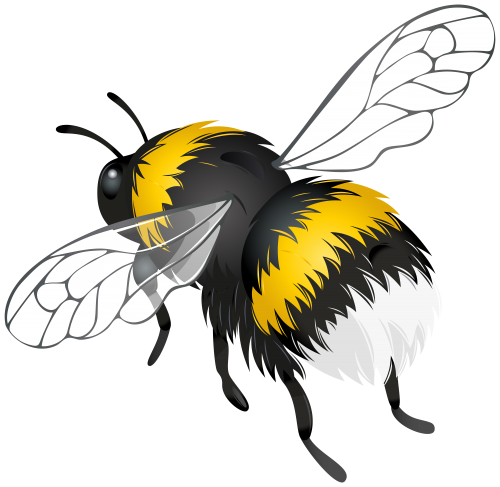 Bumblebee Insect PNG Photo