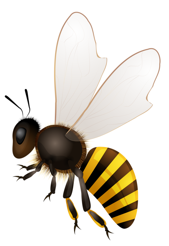Bumblebee Insect PNG Pic