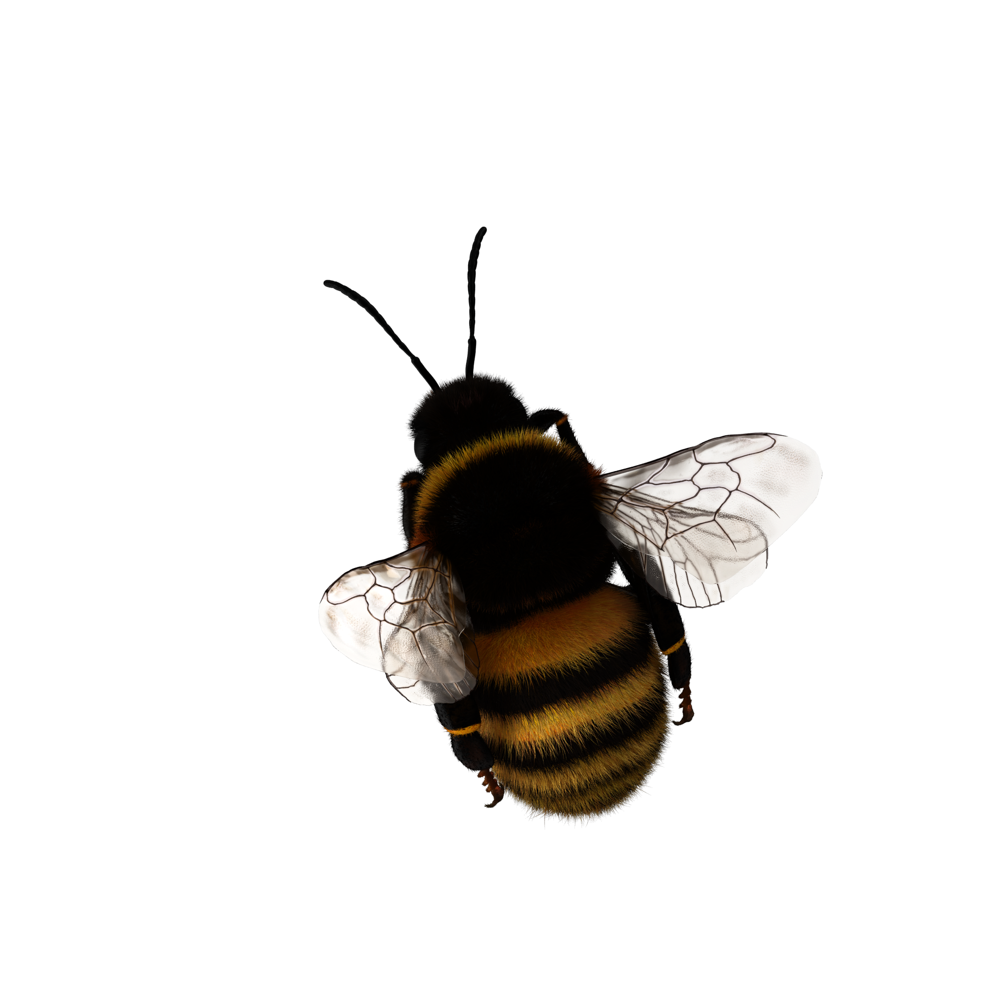 Bumblebee Insect PNG Picture