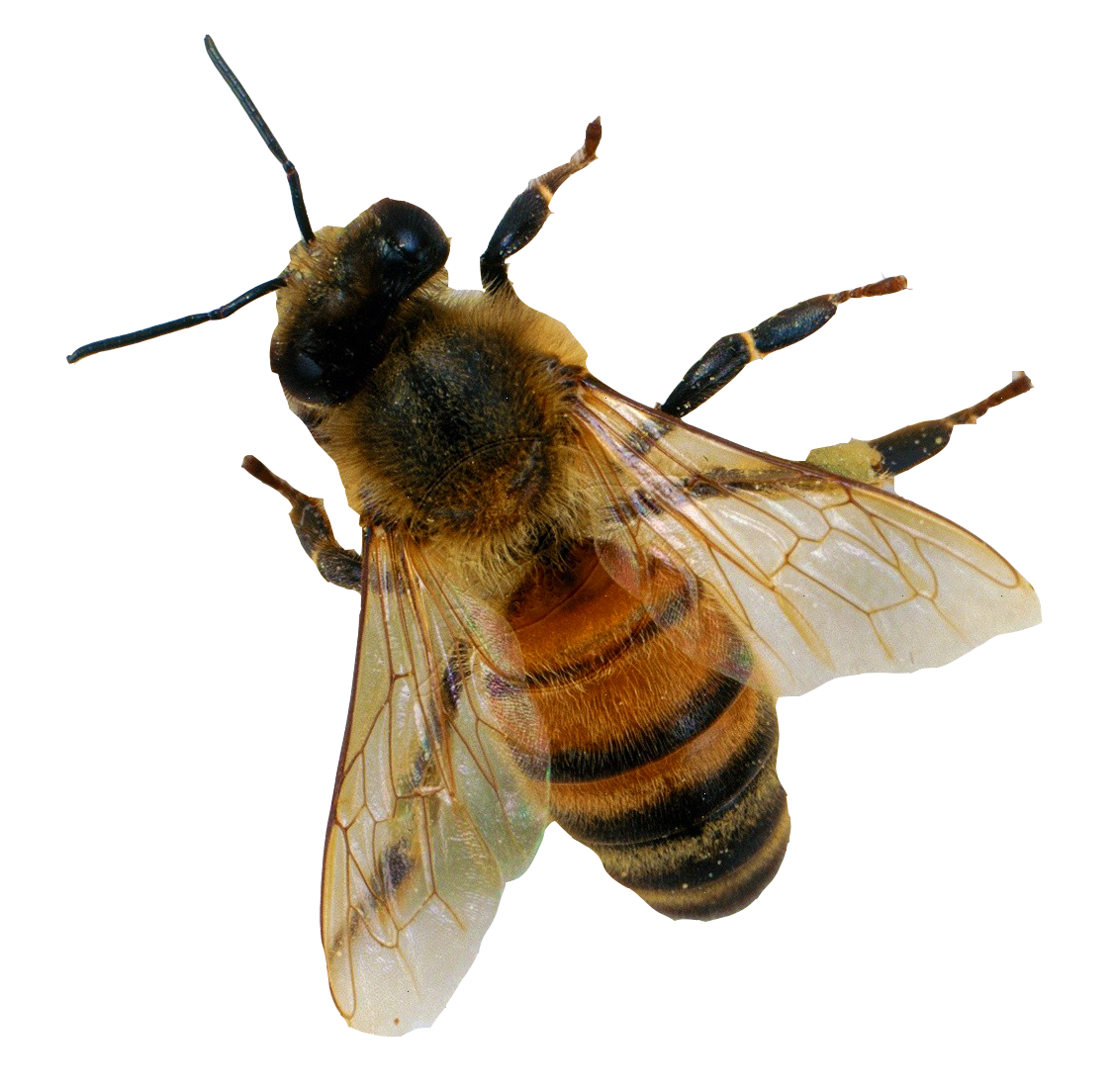 Bumblebee Insect PNG