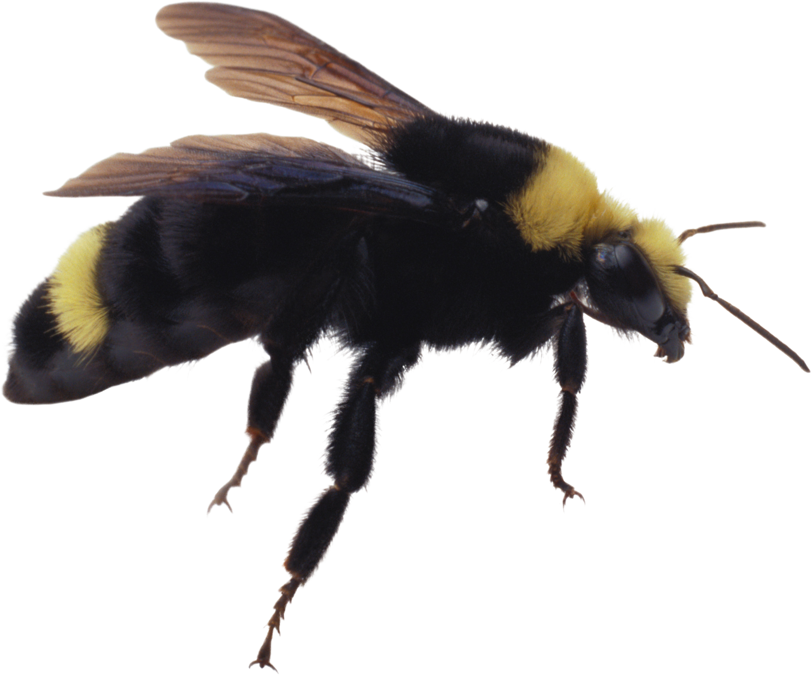 Bumblebee Insect Transparent PNG
