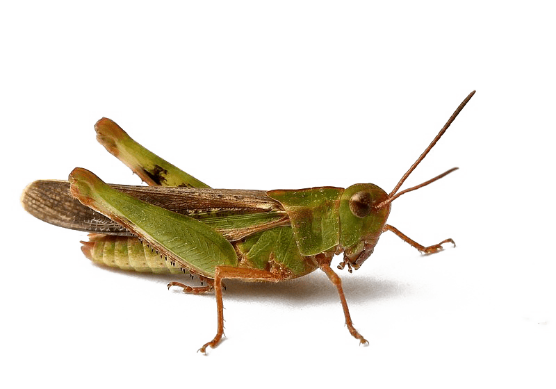 Bush Crickets Download PNG Image