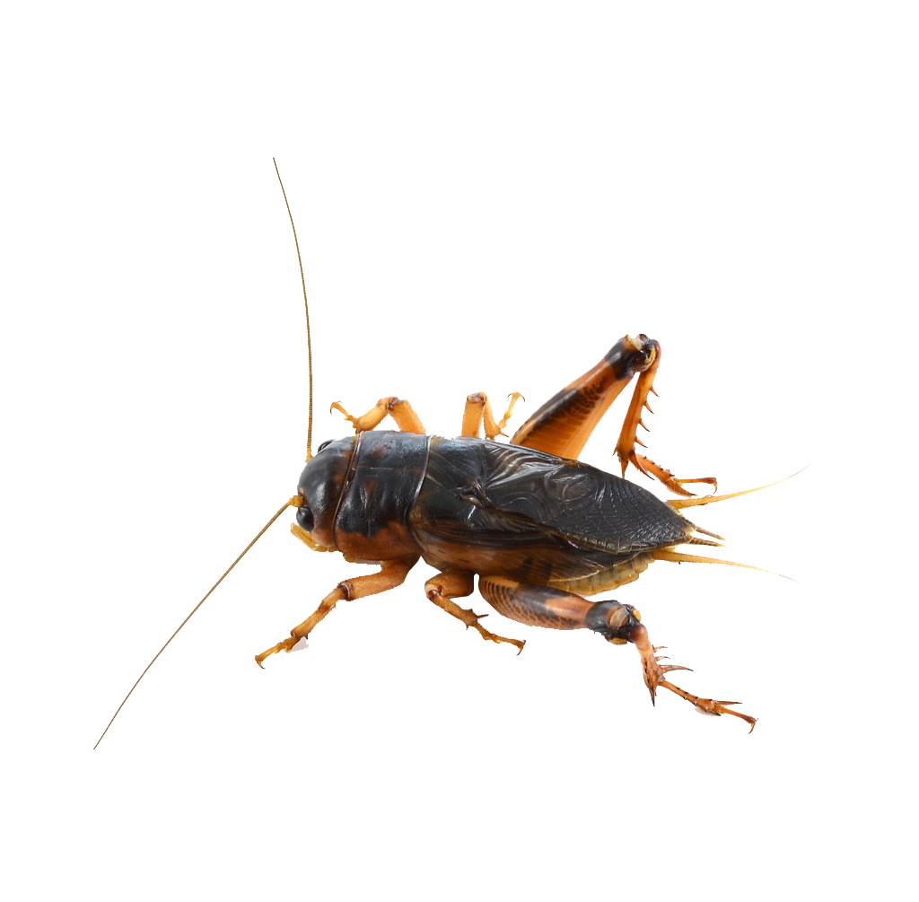 Bush Crickets PNG HD Isolated