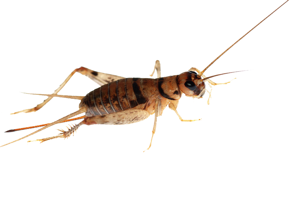 Bush Crickets PNG Image
