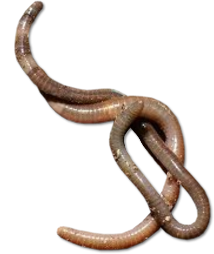 Caecilians PNG File
