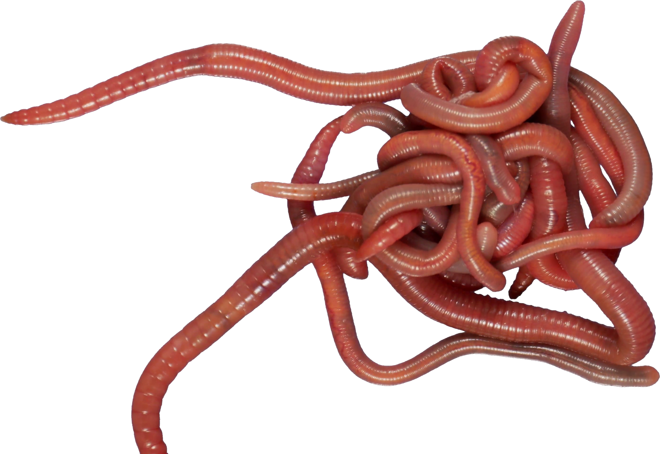 Caecilians PNG Pic