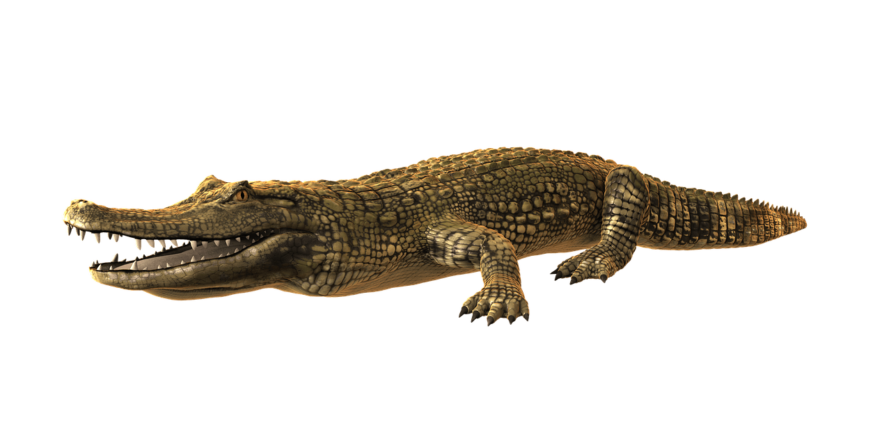 Caiman PNG Isolated Image