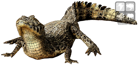 Caiman PNG Isolated Photo