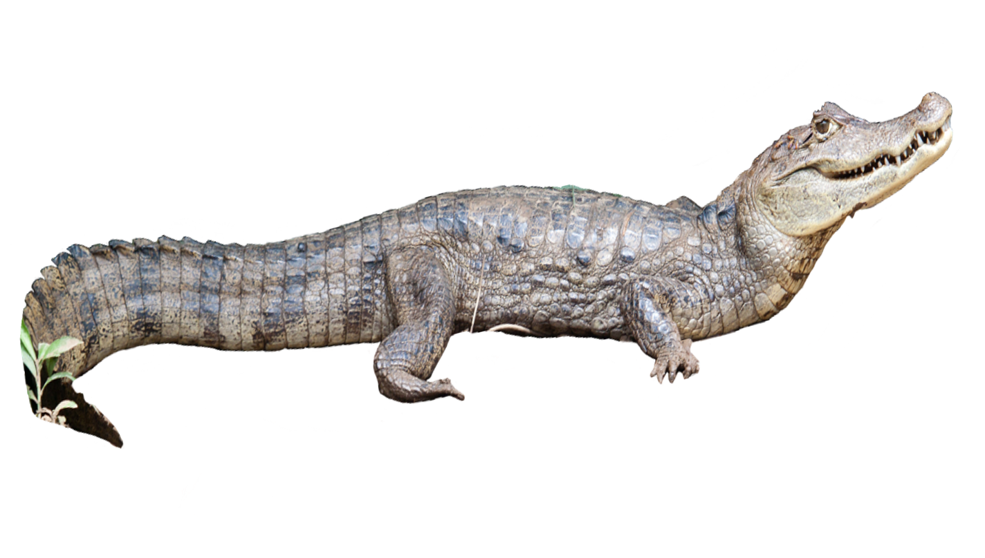 Caiman PNG Isolated Photos