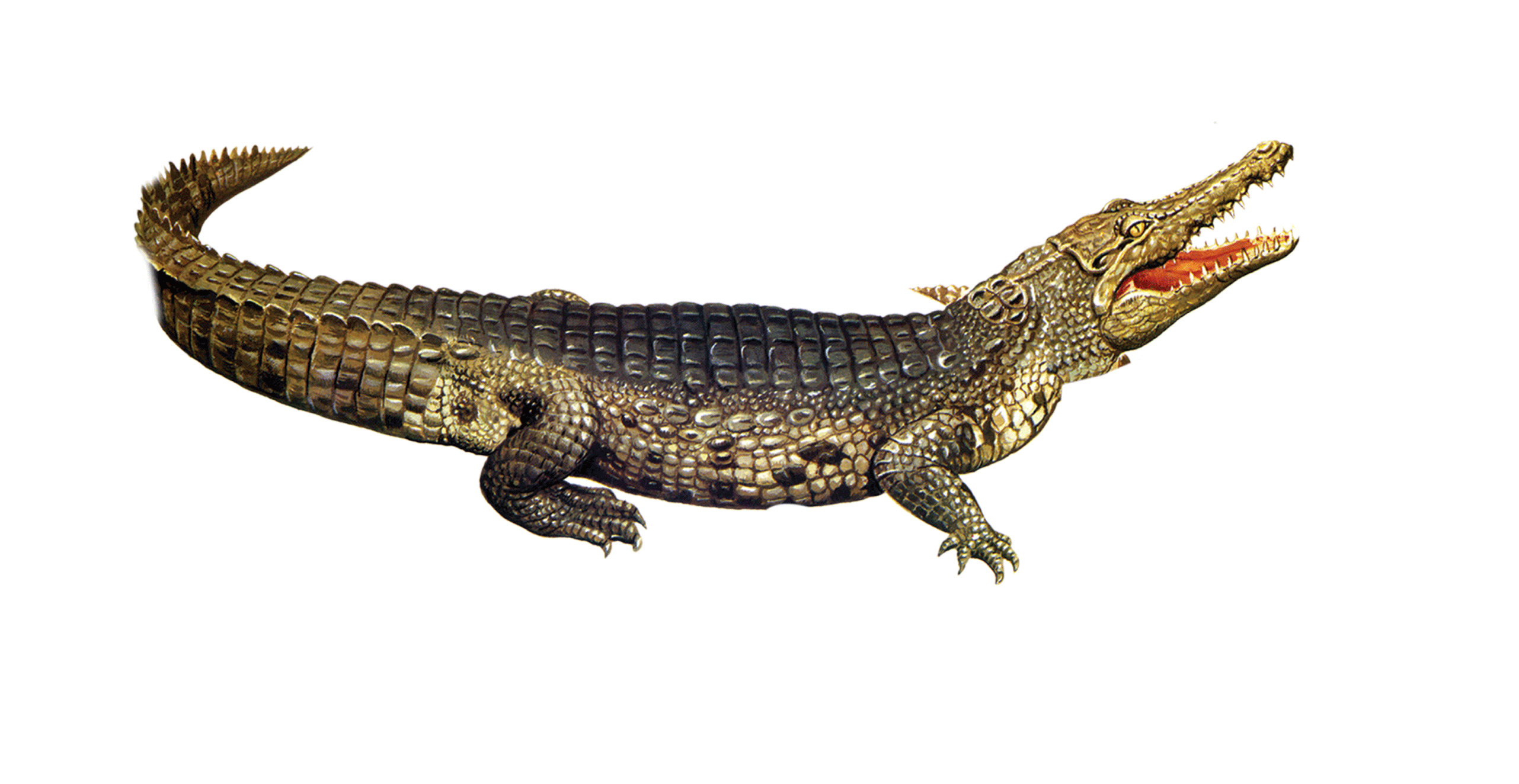 Caiman PNG Isolated Pic