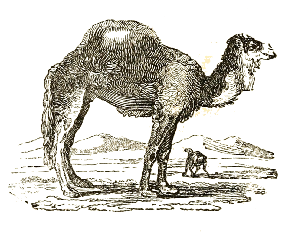 Camels PNG Clipart