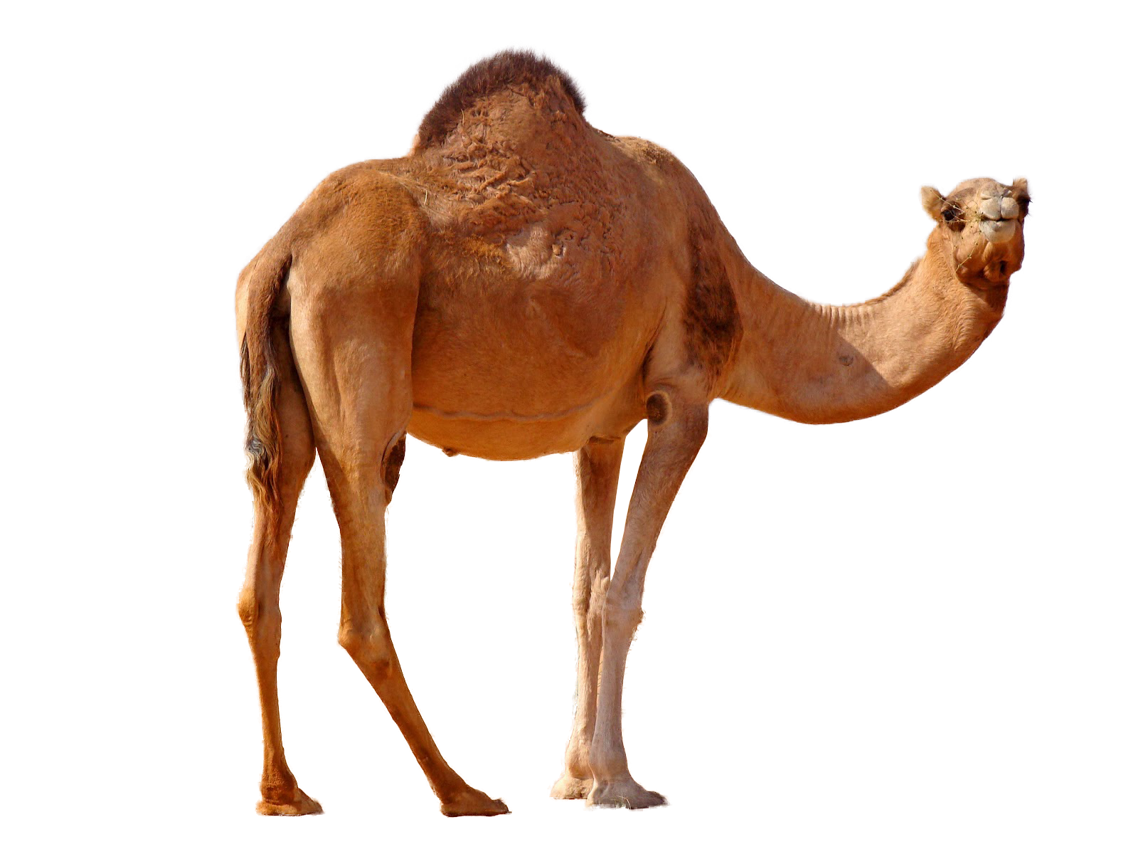 Camels PNG File