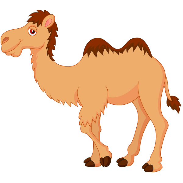 Camels PNG Isolated File