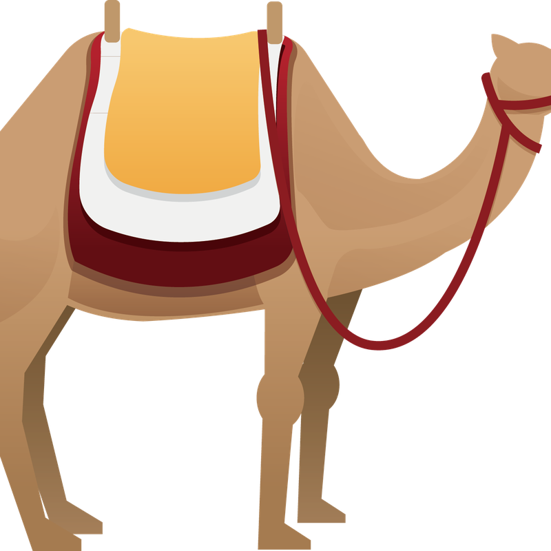 Camels PNG Isolated HD