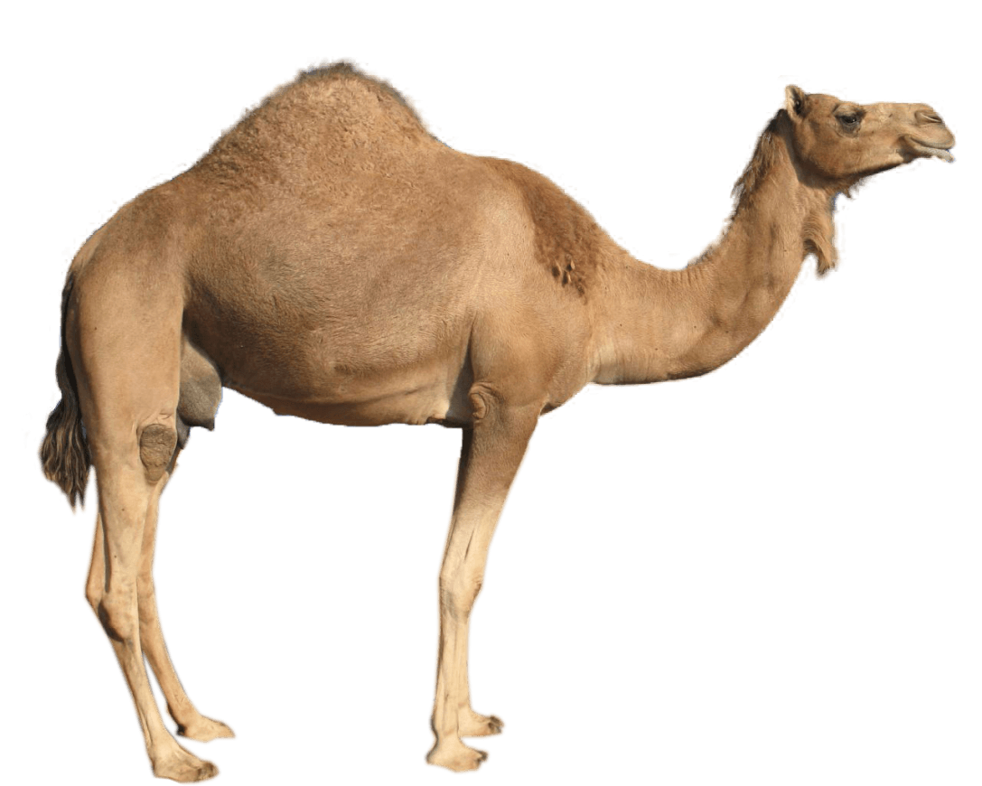 Camels PNG Isolated Image