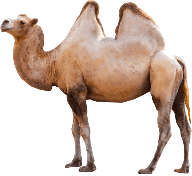 Camels PNG Isolated Photo