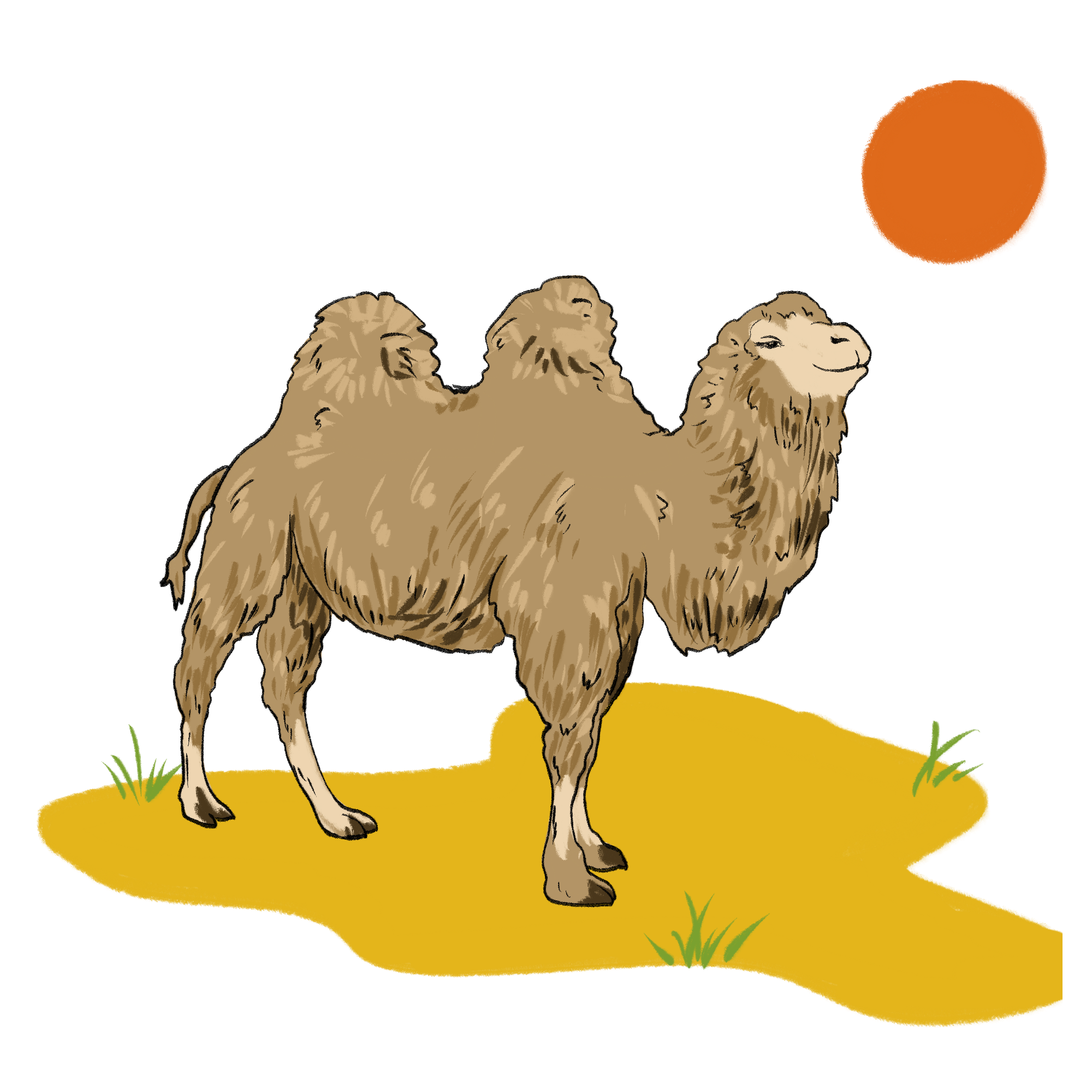 Camels PNG Pic