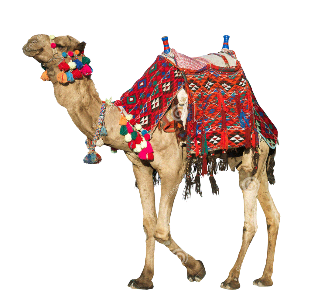 Camels PNG Transparent