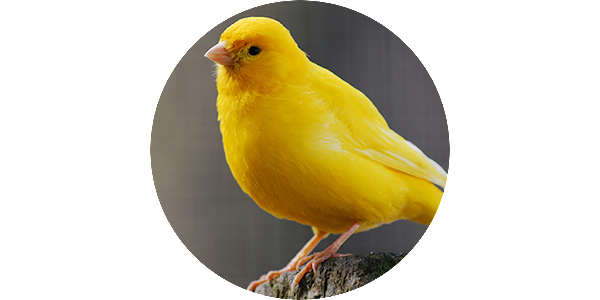 Canary Bird PNG Photo