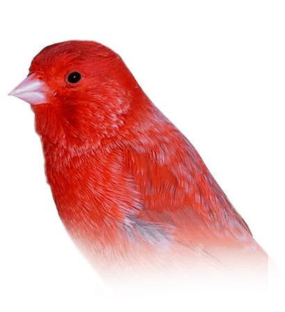 Canary Bird PNG Pic