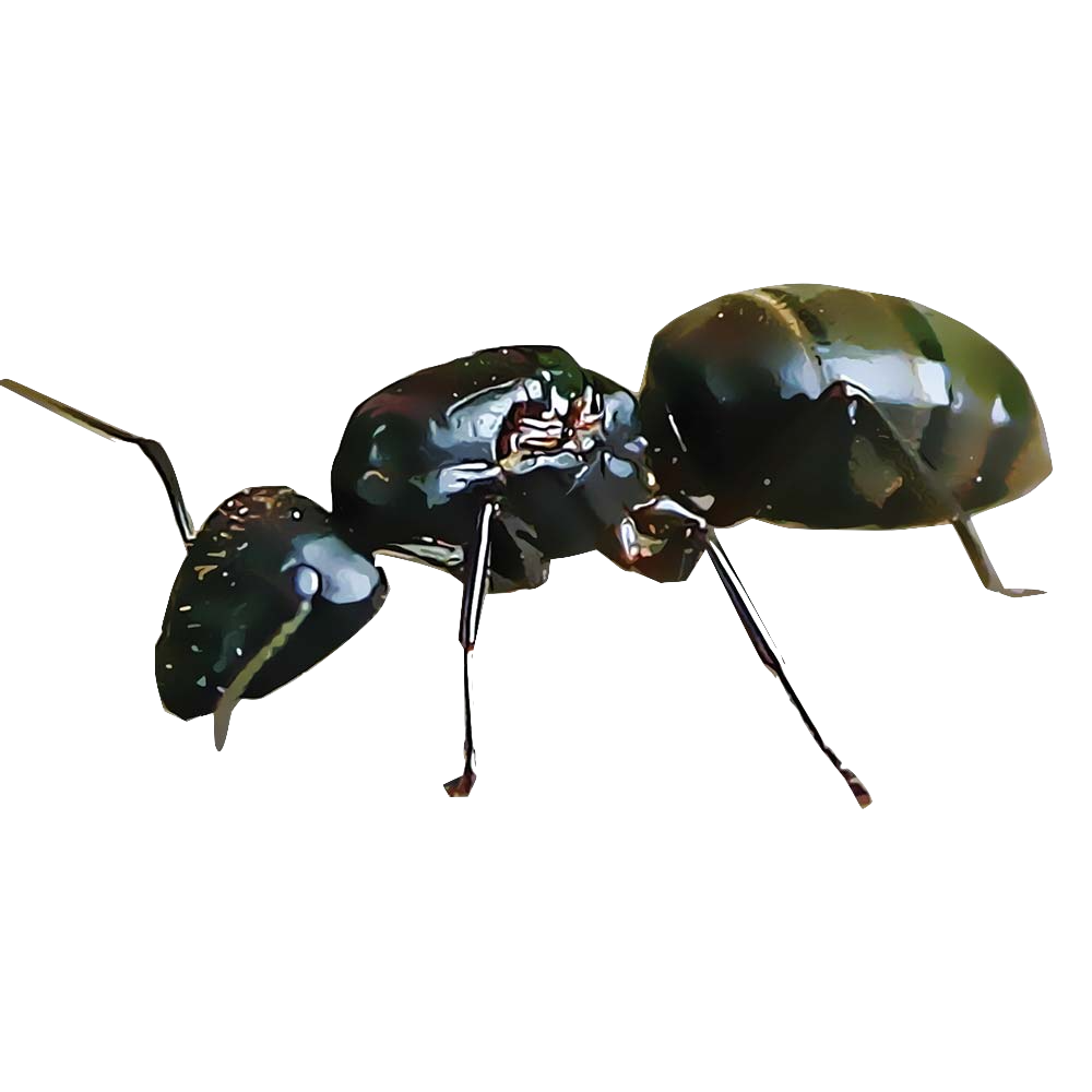 Carpenter Ant Download PNG Image