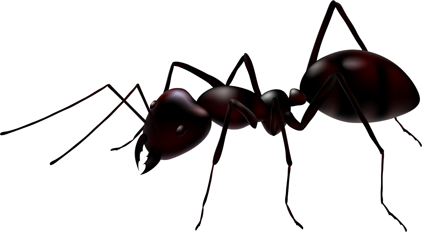Carpenter Ant PNG File